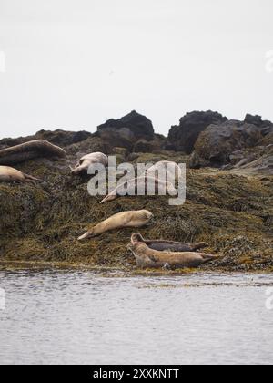 On voit un groupe de phoques se reposer sur un rivage rocheux recouvert d'algues, se prélasser sous le soleil côtier. L'image capture la tranquillité et la nature ha Banque D'Images