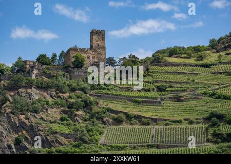 Kaub, Allemagne – 11 juin 2024 : château de Gutenfels du XIIIe siècle, contenant un hôtel aujourd'hui, entre les vignes au-dessus du village de Kaub Banque D'Images