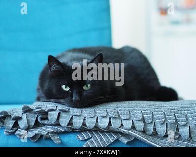 Un chat noir serein aux yeux verts repose sur une couverture grise unique, qui est placée sur un canapé bleu vif, exsudant le calme et la simplicité dans un ho confortable Banque D'Images