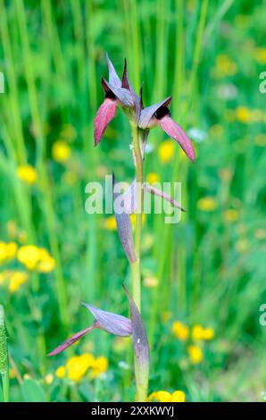 La langue-orchidée (Serapias lingua) dans un pré Banque D'Images