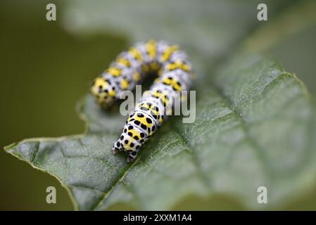 Macro gros plan image d'une chenille Mullein Moth (Shargacucullia verbasci) enroulée sur un appareil photo face à une feuille de Bouddleia, prise dans un jardin britannique en juin Banque D'Images