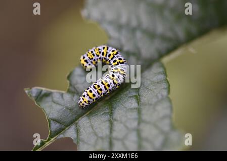 Macro image d'une chenille Mullein Moth (Shargacucullia verbasci) Munching sur une feuille de Bouddleia Plant à la lumière naturelle, fond vert, prise au Royaume-Uni Banque D'Images