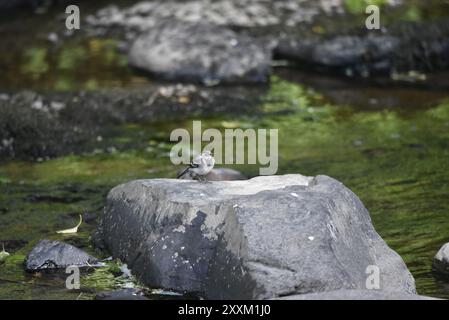 Vue de face et de droite d'un jeune pied Wagtail (Motacilla alba) debout sur un grand rocher contre fond d'eau de rivière, Eye on Camera, au pays de Galles Banque D'Images