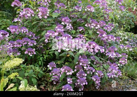 Hydrangea aspera 'Anthony Bullivant' Banque D'Images