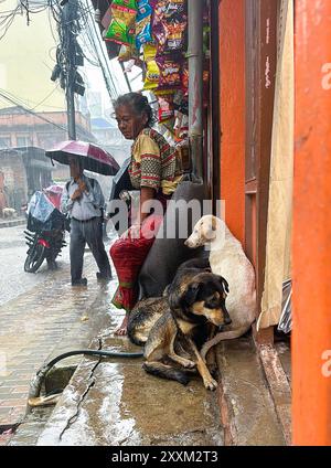 25 août 2024 : des chiens s’abritent avec une femme âgée lors de fortes pluies dans la rue de Katmandou, au Népal, le 25 août 2024. (Crédit image : © Sunil Sharma/ZUMA Press Wire) USAGE ÉDITORIAL SEULEMENT! Non destiné à UN USAGE commercial ! Banque D'Images