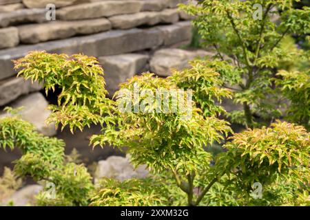 Acer palmatum 'Shishigashira', érable japonais Banque D'Images