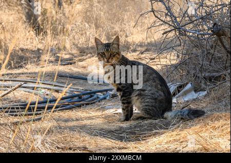 Portrait d'un chat tabby assis dans un jardin Banque D'Images