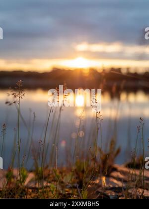 Épillets d'herbe de près sur la rive de l'étang au coucher du soleil d'été dans la ville de Kaliningrad, Russie Banque D'Images