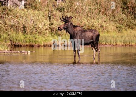 Taureau orignal, avec du velours encore sur des bois, dans l'eau, Fishercap Lake, Many Glacier, Glacier National Park, Montana Banque D'Images