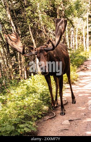 Grand orignal taureau, avec du velours encore sur des bois, sur la piste Banque D'Images