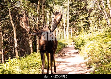 Grand orignal taureau, avec du velours encore sur des bois, sur la piste Banque D'Images