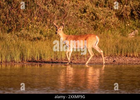 Jeune cerf mulet ; avec du velours encore sur les bois, Fishercap Lake, Many Glacier, Glacier National Park, Montana Banque D'Images