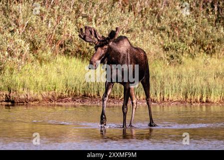 Taureau orignal, avec du velours encore sur des bois, dans l'eau, Fishercap Lake, Many Glacier, Glacier National Park, Montana Banque D'Images