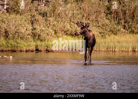 Taureau orignal, avec du velours encore sur des bois, dans l'eau, Fishercap Lake, Many Glacier, Glacier National Park, Montana Banque D'Images