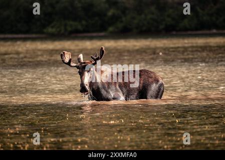 Taureau orignal, avec du velours encore sur des bois, dans l'eau, Fishercap Lake, Many Glacier, Glacier National Park, Montana Banque D'Images