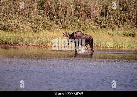 Taureau orignal, avec du velours encore sur des bois, dans l'eau, Fishercap Lake, Many Glacier, Glacier National Park, Montana Banque D'Images