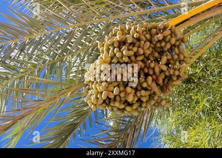 Palmier haut avec dattes. Ciel bleu vif en été. Djerba, Tunisie, Afrique. Banque D'Images