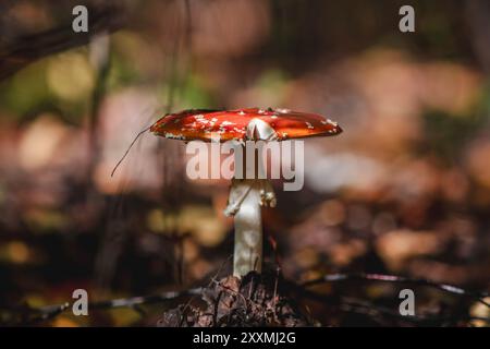 Magnifique grand champignon amanita dans la forêt Banque D'Images