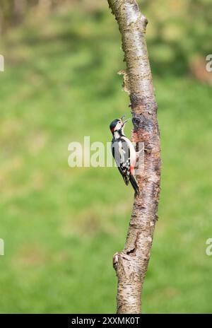Mâle adulte Grand pic tacheté (Dendrocopos major) avec bec ouvert perché sur le bouleau. Ringford Écosse Royaume-Uni. Avril 2024 Banque D'Images