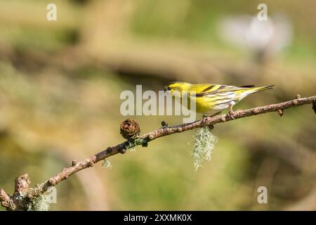 Mâle Siskin (Carduelis spinus) perché sur une brindille de pin, Ringford Écosse Royaume-Uni. Avril 2024 Banque D'Images