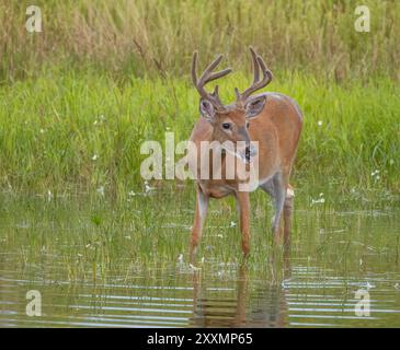 Buck à queue blanche lors d'une soirée d'août dans le nord du Wisconsin. Banque D'Images