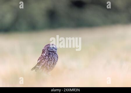 Minimalist Wilderness photo vue latérale rapprochée de la chouette boréale posant seule dans un champ de maïs. Horizontalement. Banque D'Images