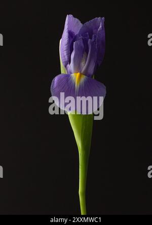 Élégante photographie d'art d'un seul iris violet sur un fond noir audacieux, mettant en valeur un contraste vibrant et une beauté florale raffinée Banque D'Images