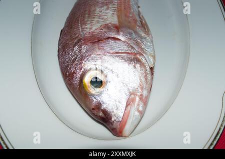 Poisson de mer cru commun pandora, Pagellus erythrinus, sur une plaque blanche, de la mer Adriatique, cuisine dalmate Banque D'Images