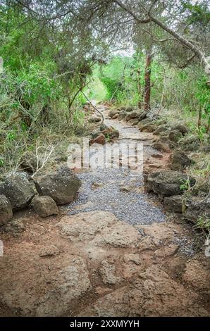 Sentier dans l'île de Santa Cruz, Parc National des Galapagos, Équateur. Banque D'Images