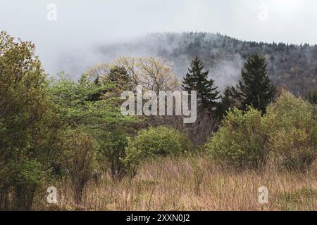 Matin de printemps brumeux dans les Grayson Highlands du sud-ouest de la Virginie, États-Unis Banque D'Images