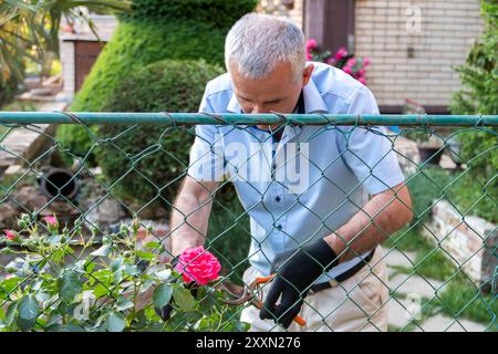 Jardinier mûr faisant l'arrangement et coupant un rosier à l'aide de cisailles d'élagage. Les mains des hommes coupent une rose avec un sécateur. Banque D'Images