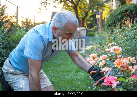 Jardinier mûr faisant l'arrangement et coupant un rosier à l'aide de cisailles d'élagage. Les mains des hommes coupent une rose avec un sécateur. Banque D'Images