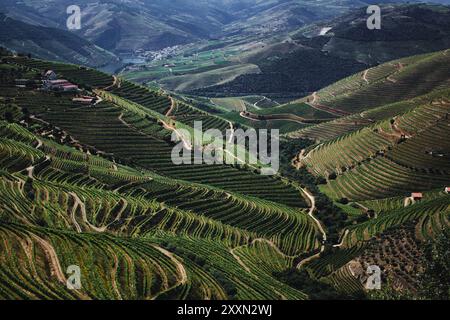 Terrasses de vignobles verdoyantes sur les collines de la vallée du Douro, Portugal. Banque D'Images