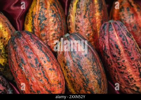 Photo en gros plan de gousses de cacao colorées. Banque D'Images