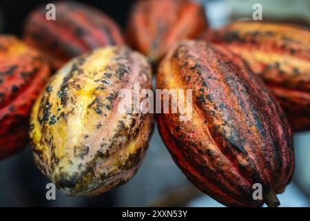 Photo en gros plan de gousses de cacao colorées. Banque D'Images