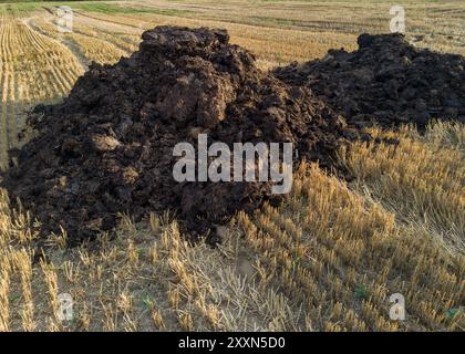 Gros tas de fumier sur les terres agricoles récoltées Banque D'Images