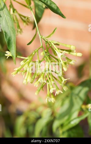 Photographie macro de jasmin nocturne capturant la beauté naturelle et la phase délicate avant la floraison. Banque D'Images