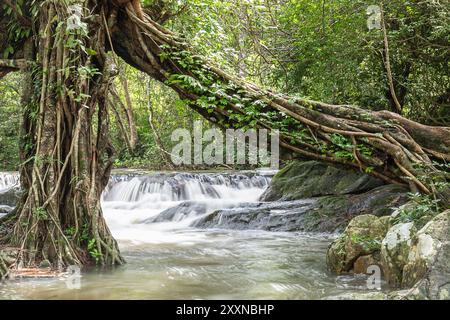 Chute d'eau de Jedkod Pongkonsao Centre d'étude naturelle et d'écotourisme, parc national de Khao Yai, Saraburi Thaïlande Banque D'Images