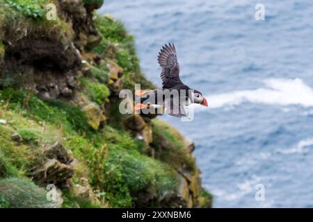 Un macareux de l'Atlantique, Fratercula arctica, qui s'envole en mer depuis les falaises de Sumburgh Head dans les Shetland. Banque D'Images