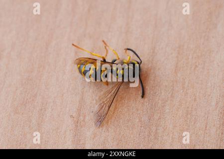 Une guêpe morte couchée sur une surface en bois, gros plan. Banque D'Images