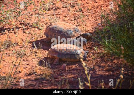 Accouplement tortue du désert de Mojave, Gopherus Agassizii, accouplement rituel coquille s'aboutant autour dans la réserve du désert de Red Cliffs St George Southern Utah. Banque D'Images