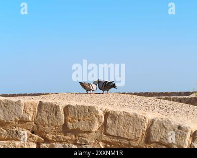 Photo de deux pigeons s'embrassant au sommet d'un mur médiéval pendant une belle journée d'été avec un ciel bleu clair Banque D'Images