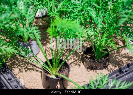 Belles fleurs dans le jardin d'été Banque D'Images