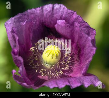 Détail de la fleur de pavot à opium, en latin papaver somniferum, le pavot à fleurs de couleur violet foncé est cultivé en République tchèque pour l'industrie alimentaire Banque D'Images