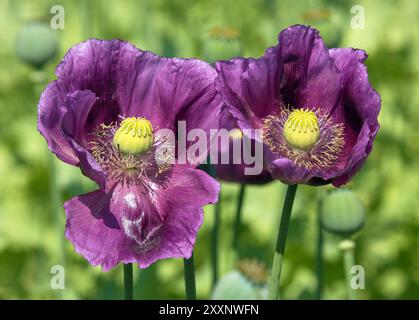 Détail de la fleur de pavot à opium, en latin papaver somniferum, le pavot à fleurs de couleur violet foncé est cultivé en République tchèque pour l'industrie alimentaire Banque D'Images