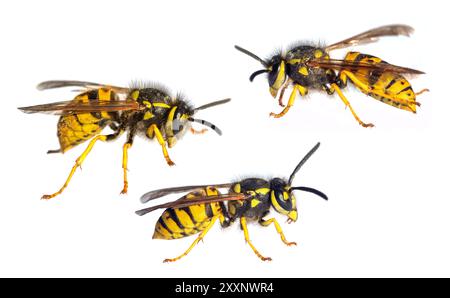 Ensemble de trois guêpes européennes guêpe allemande ou veste jaune allemande isolée sur fond blanc en latin Vespula vulgaris germanica Banque D'Images