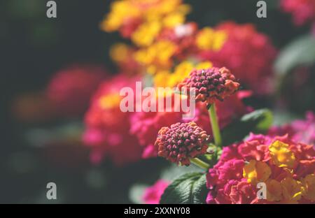 Beau buisson tropical avec de petites fleurs rouge-jaune. Fond de fleurs. Banque D'Images