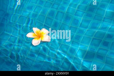 Fleur tropicale blanche flottant sur l'eau bleue dans la piscine. Banque D'Images