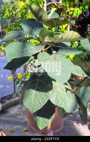 Figue de Sycomore (Ficus sycomorus), Moraceae. semi-caduque, plante alimentaire coltivée, figue, fruit comestible. Banque D'Images