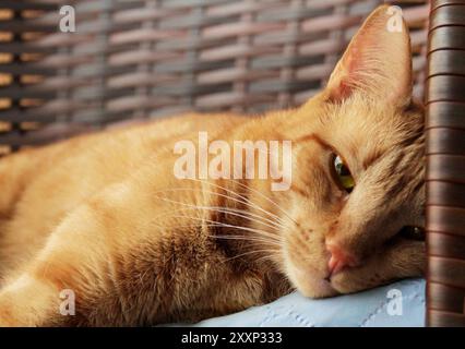 Chat de gingembre couché et regardant contrarié, jour ennuyeux à la vie d'un chat. Banque D'Images